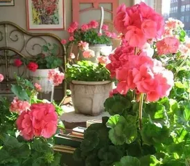 Potted Geranium Tips (How to Choose the Right Pot for Planting and Care) 3