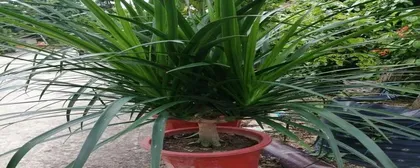 How to Scientifically Water and Care for the Hainan Dragon