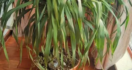 How to Scientifically Water and Care for the Hainan Dragon