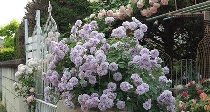 Lightning Rose – A Mysterious Flower (Exploring the Variety and Characteristics of Lightning Rose)