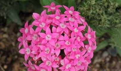 Five-star flower cold tolerance techniques (How to care for five-star flowers in winter to keep them healthy through the cold)