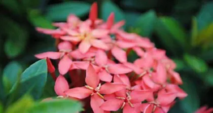 Cold-resistant tips for Star Jasmine (How to care for Star Jasmine in winter to help it survive the cold season) 2