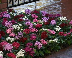 Cold-resistant tips for Star Jasmine (How to care for Star Jasmine in winter to help it survive the cold season) 3