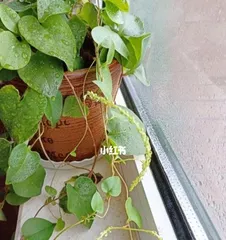The Cultivation Methods and Care Tips for Potted Panax Notoginseng (Creating a Balcony Freshness from Potted Panax Notoginseng)