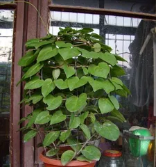 Cultivation Methods and Care Tips for Potted Sanqi (Creating a Fresh Balcony Style, Starting with Potted Sanqi) 2