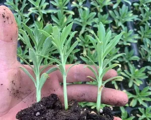 Cultivation Methods and Care Tips for Potted Sanqi (Creating a Fresh Balcony Style, Starting with Potted Sanqi) 3