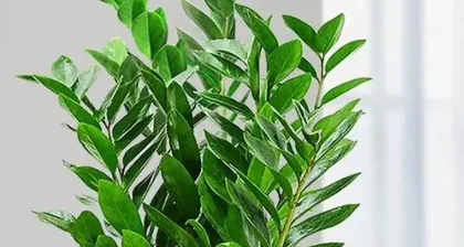 What kind of plants are suitable for the northeast corner? What is the climate like in the northeast corner?