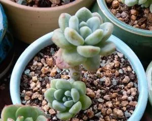 Raoul Propagation Methods and Precautions (Mastering Raoul propagation techniques makes caring for young Raouls not difficult)