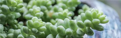 Laoer Breeding Methods and Precautions (Master Laoer Breeding Skills, Raising Little Laoer is Not a Difficult Task) 2