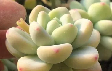 Laoer Breeding Methods and Precautions (Master Laoer Breeding Skills, Raising Little Laoer is Not a Difficult Task) 3