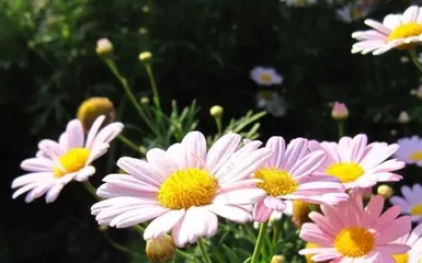 How to scientifically water and care for small chrysanthemums? What should be noted?