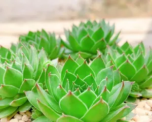 Detailed cultivation of Echeveria 'Lobivia' (Precautions, Care Tips, to help you easily create a fine succulent plant)