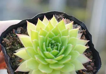 A Detailed Guide to Cultivating the Succulent Guanyin Lotus (Precautions, Care Tips, to Help You Easily Create a Premium Succulent Plant) 2