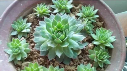 A Detailed Guide to Cultivating the Succulent Guanyin Lotus (Precautions, Care Tips, to Help You Easily Create a Premium Succulent Plant) 3