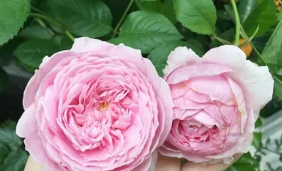 The Growth Characteristics and Care Techniques of Fragrant宝石 Roses (Exploring the Classification, Morphology, Flowering Season, and Breeding Technology of Fragrant宝石 Roses)