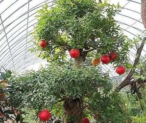 The Ultimate Guide to Caring for Pomegranate Old Trunks (How to Make Pomegranate Old Trunks Grow Better?)
