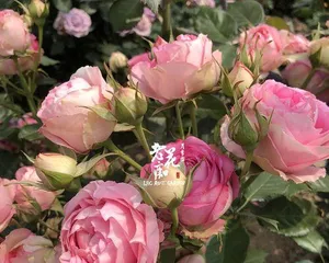 Growth Characteristics and Care Techniques of Fenfang Baoshi Rose (Exploring the Classification, Morphology, Flowering Season, and Breeding Techniques of Fenfang Baoshi Rose) 2