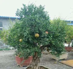 A Complete Guide to Caring for Old Pomegranate Stumps (How to Make Old Pomegranate Stumps Grow Better?) 2