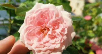 Growth Characteristics and Care Techniques of Fenfang Baoshi Rose (Exploring the Classification, Morphology, Flowering Season, and Breeding Techniques of Fenfang Baoshi Rose) 3