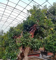 A Complete Guide to Caring for Old Pomegranate Stumps (How to Make Old Pomegranate Stumps Grow Better?) 3