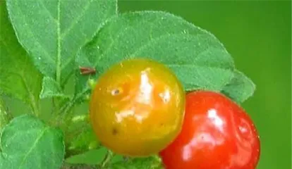 The Edible Value of Plum Berries (Understanding the Benefits and Precautions of Plum Berries)