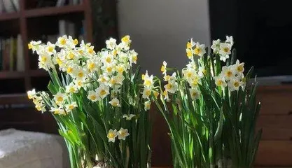 How to properly pot and care for marigolds