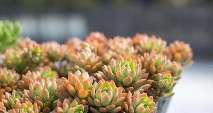 How to correctly pot and care for marigolds 2