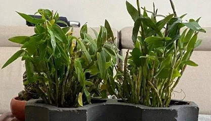 How to correctly pot and care for marigolds 3