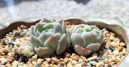 Succulent Care Guide (How to Master the Rhythm of Watering Succulents?)