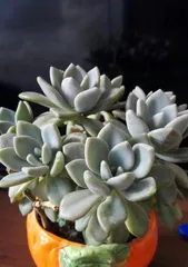 多肉养护指南（如何掌握多肉浇水的节奏？）2