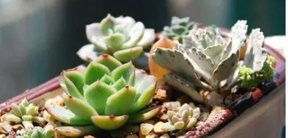 多肉养护指南（如何掌握多肉浇水的节奏？）3