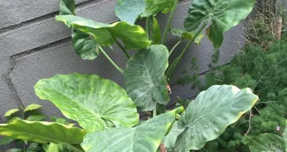 The growth environment and suitable planting conditions for Diehuiyu (Syngonium podophyllum) (including suitable climate, soil, and maintenance methods)