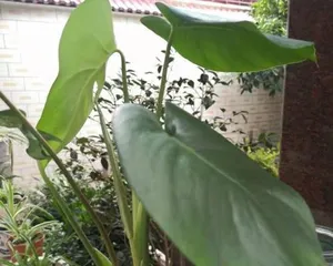 Growth Environment and Suitable Local Conditions for Dripping Guanyin (Suitable Climate, Soil, and Care Methods) 2