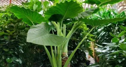 Growth Environment and Suitable Local Conditions for Dripping Guanyin (Suitable Climate, Soil, and Care Methods) 3