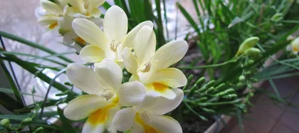 Analysis of Freesia Care Techniques (Master these tips to make your freesia grow into a premium plant) 2