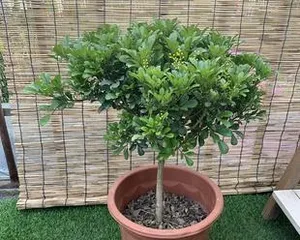 Milan Old Tree Cultivation Methods and Care (Traditional Techniques, Refinement Care, Creating High-Quality Milan Old Trees)