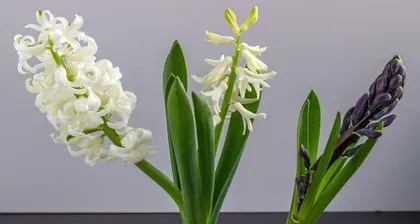 Analysis of Freesia Care Techniques (Master these tips to make your freesia grow into a premium plant) 3