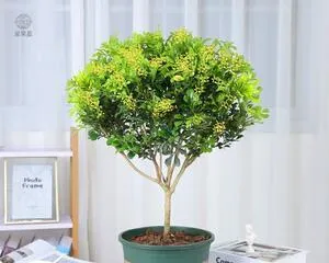 Milan Old Pile Cultivation Method and Maintenance (Traditional Craftsmanship, Fine Maintenance, Creating High-Quality Milan Old Piles) 2