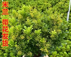 Milan Old Pile Cultivation Method and Maintenance (Traditional Craftsmanship, Fine Maintenance, Creating High-Quality Milan Old Piles) 3