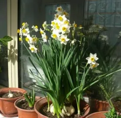 How to Properly Care for Daffodils (Detailed Explanation of Daffodil Growing Methods and Precautions)