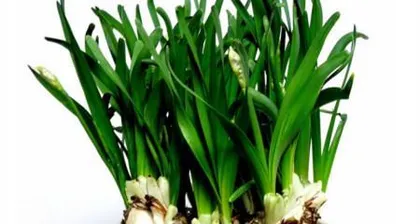 How to Properly Care for Narcissus (Detailed Guide to Narcissus Cultivation Methods and Precautions) 2