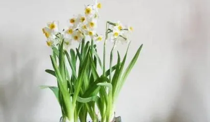 How to Properly Care for Narcissus (Detailed Guide to Narcissus Cultivation Methods and Precautions) 3