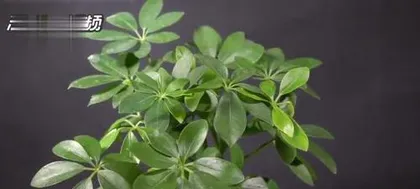 Differences Between Money Trees and Water Iris (Identifying Features and Care Tips for Two Common Potted Plants)