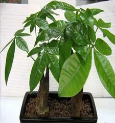 The Difference Between Money Tree and Schefflera (Identifying the Characteristics and Care Tips for Two Common Potted Plants) 2
