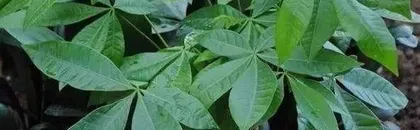 The Difference Between Money Tree and Schefflera (Identifying the Characteristics and Care Tips for Two Common Potted Plants) 3