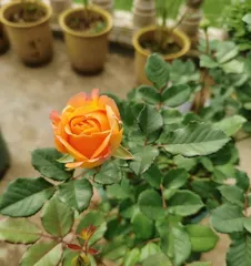 Cultivation and Care of Giant Rose Old Stocks (Creating Stunning Gardens, Starting with Giant Rose Old Stocks)