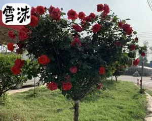 Giant Rose Old Stumps: Cultivation and Maintenance (Creating a Stunning Garden, Starting with Giant Rose Old Stumps) 2