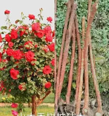 Giant Rose Old Stumps: Cultivation and Maintenance (Creating a Stunning Garden, Starting with Giant Rose Old Stumps) 3