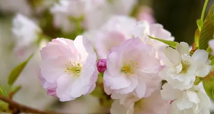 Detailed Explanation of Cherry Blossom Care Methods