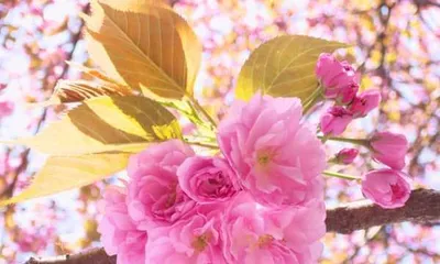 Cherry Blossom Care Guide 2